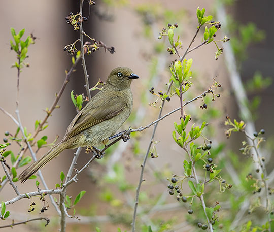 Sombre Greenbul